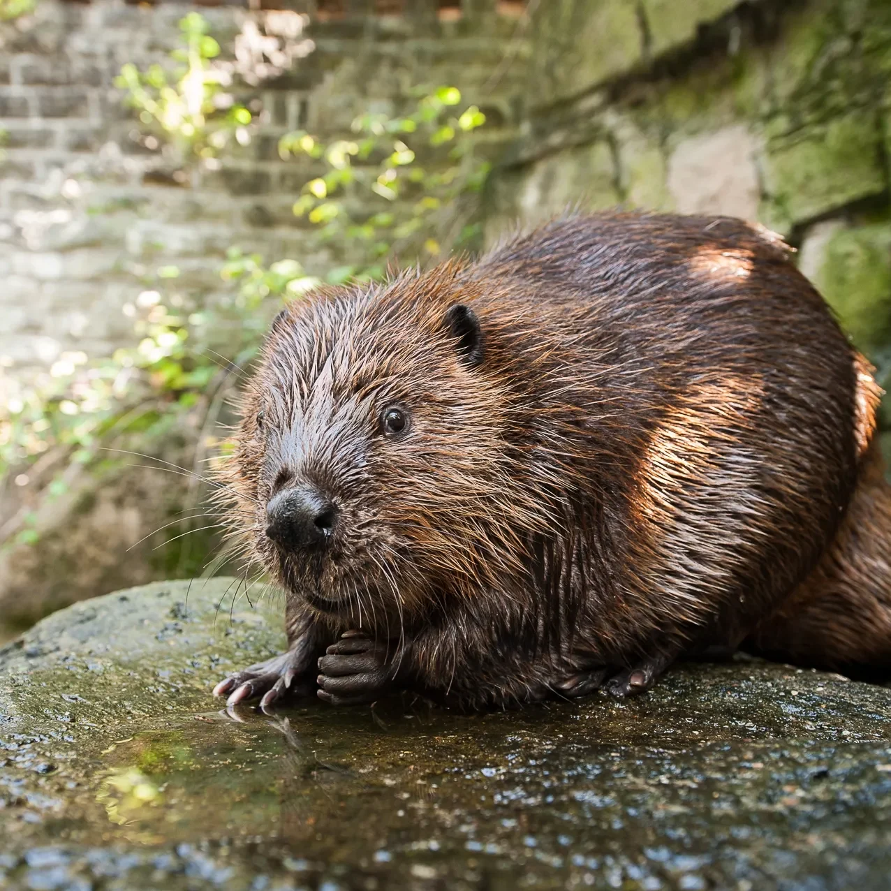 American Beaver sitting on a rock with tree branches in the background.