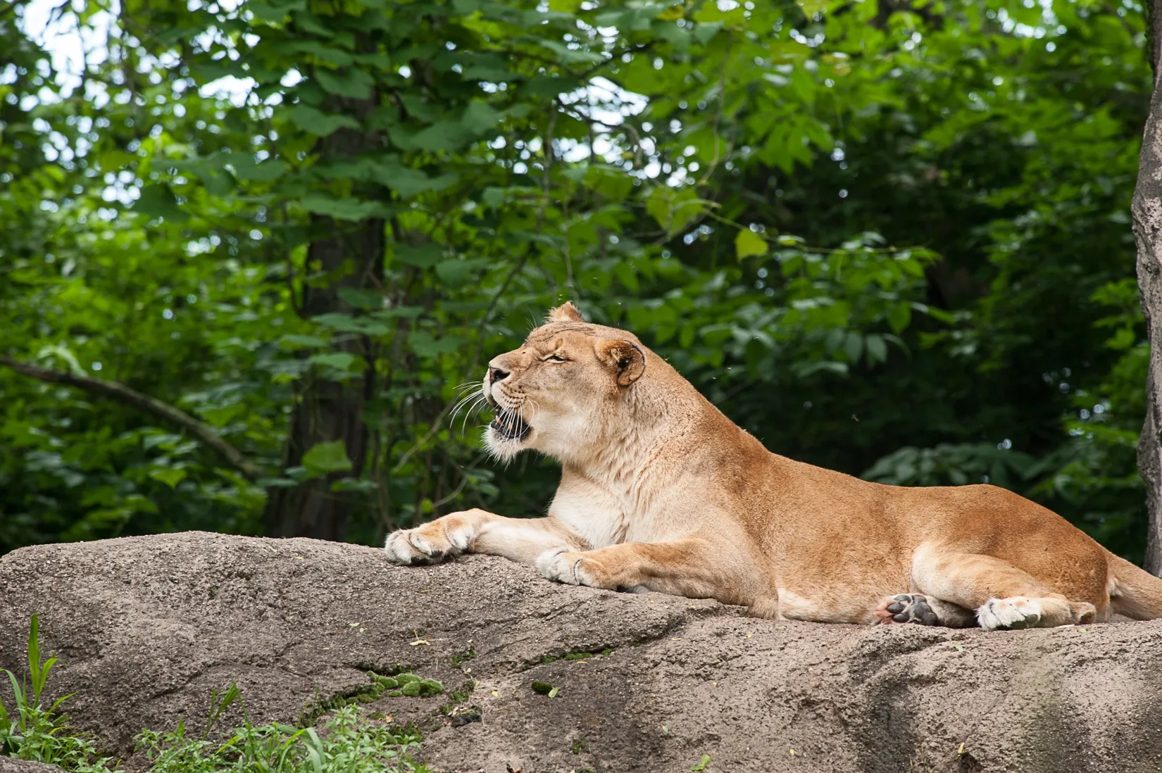 Female African Lion with her mouth open surrounded by greenery.