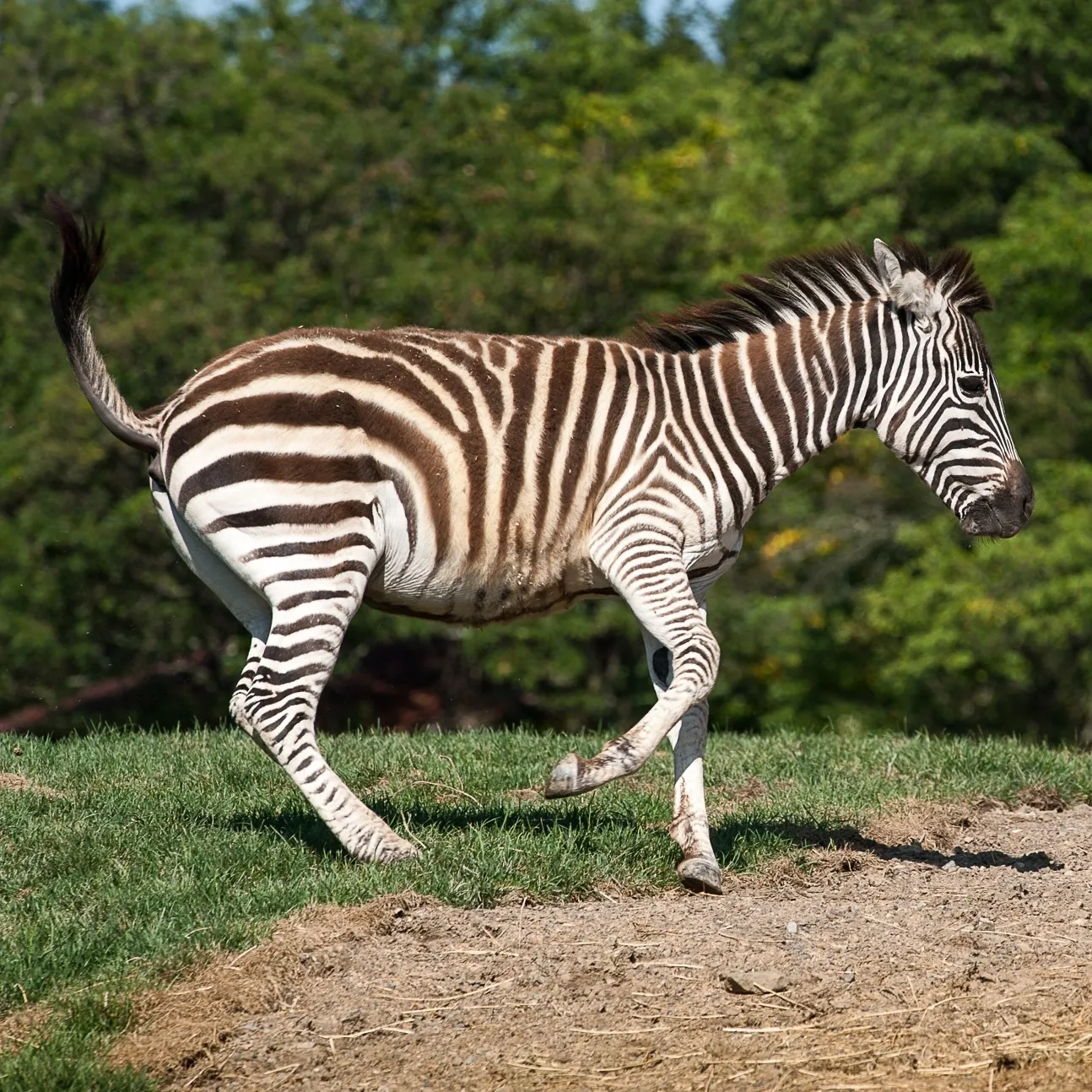 A Grant's Zebra frolicking in a grassy field.