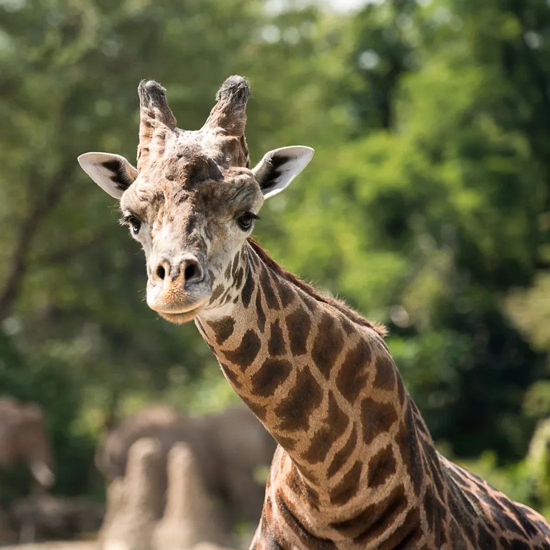 Masai Giraffe with its neck extended toward the camera.