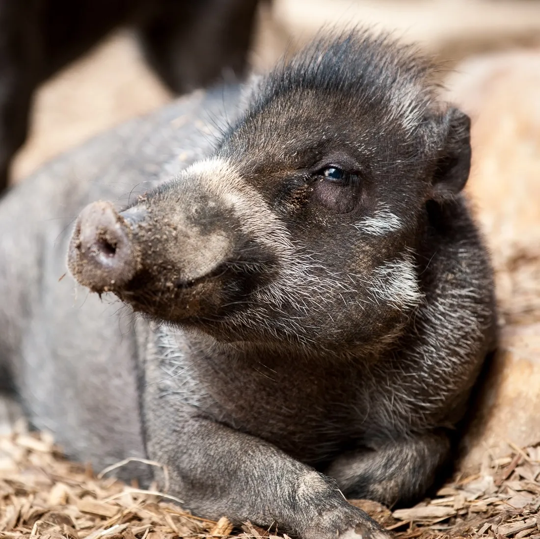 Visayan Warty Pig laying down in the mulch.