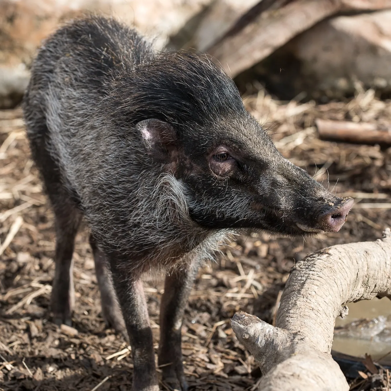 Warty Pig facing camera with mulch and branches in the background.