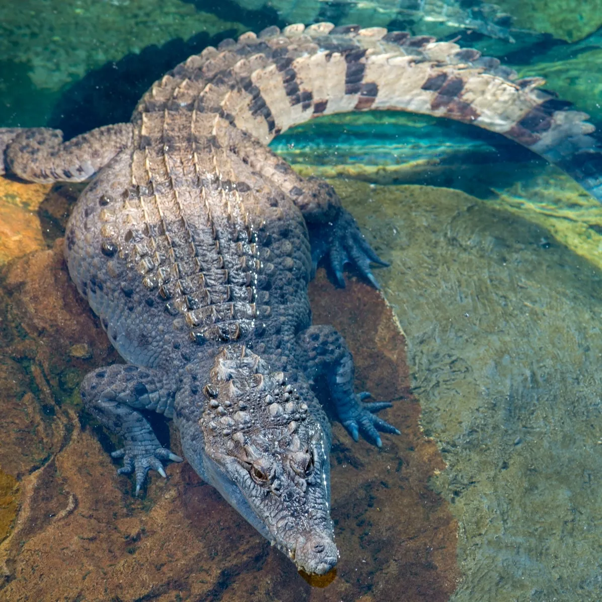 A Philippine crocodile viewed from above floating in water.