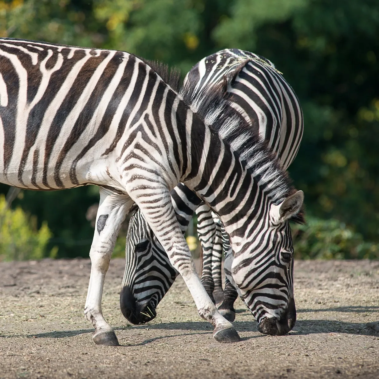 Two Grant's Zebras grazing.