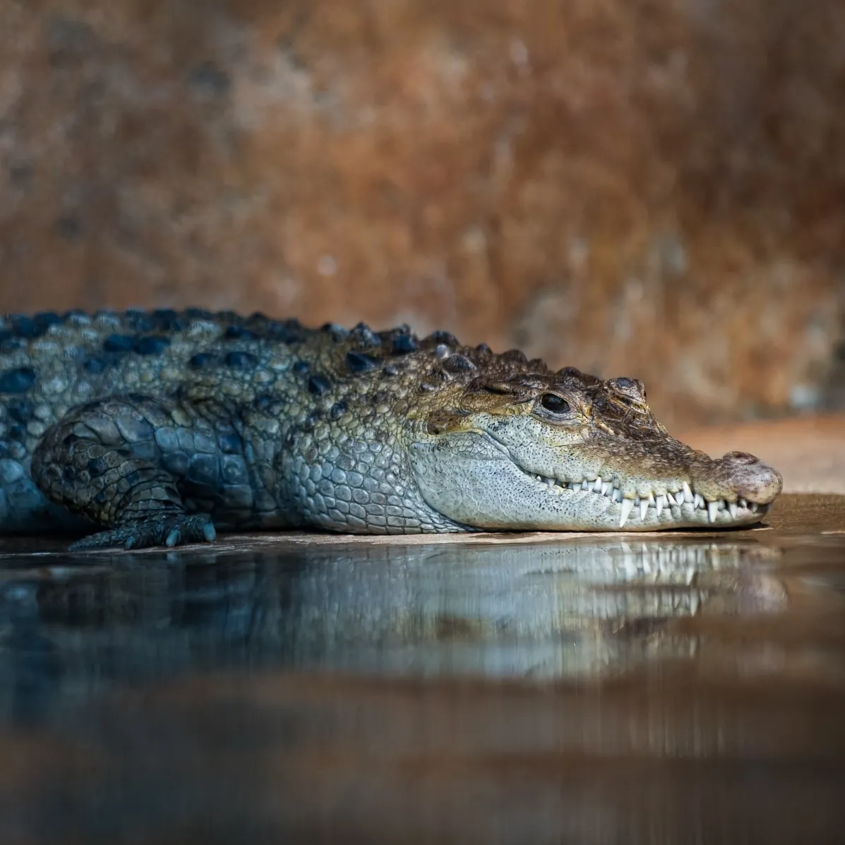 A philippine crocodile laying on a rock next to a pool of water.