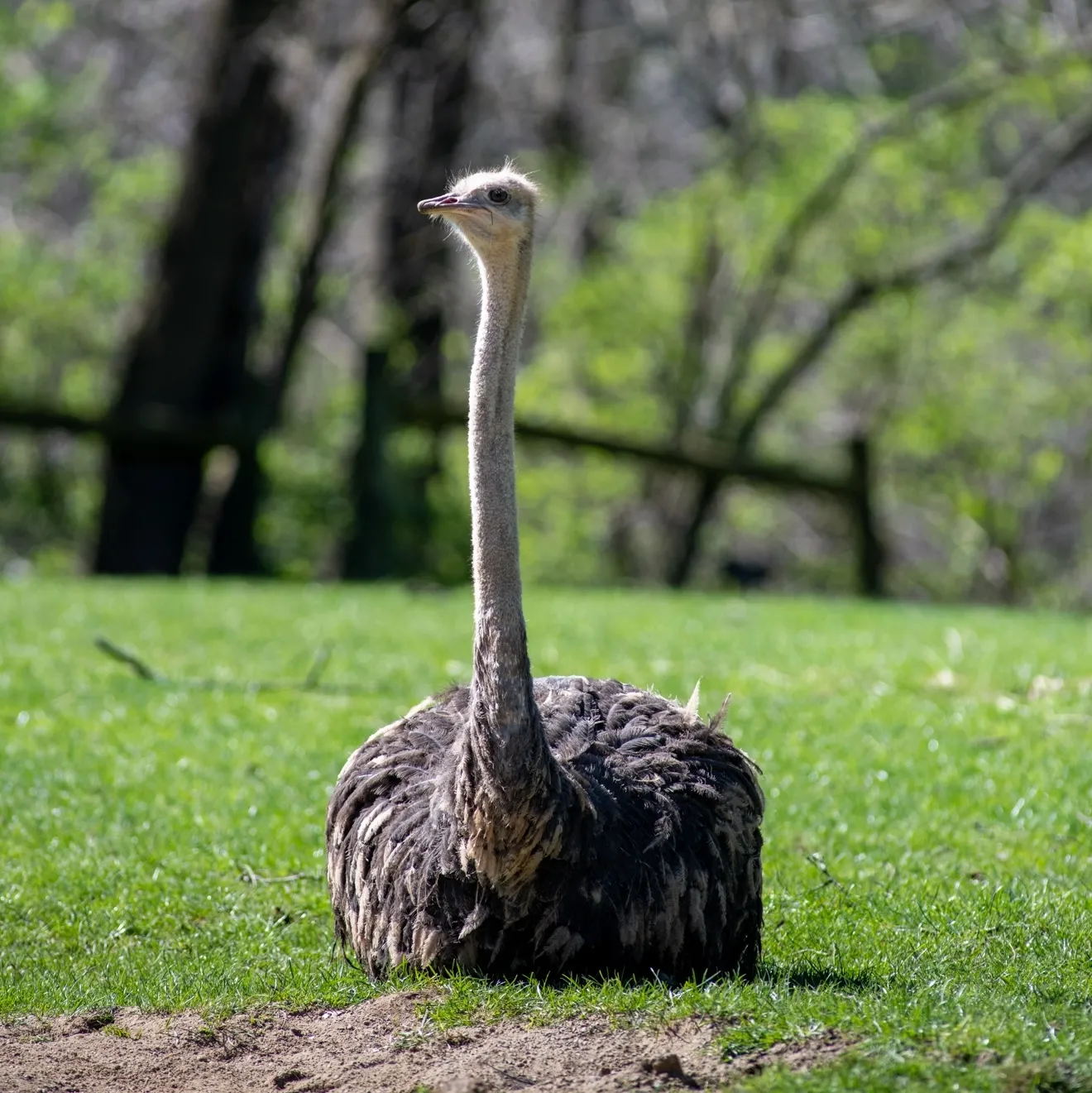 An Ostrich laying in the grass with its head up and looking around.