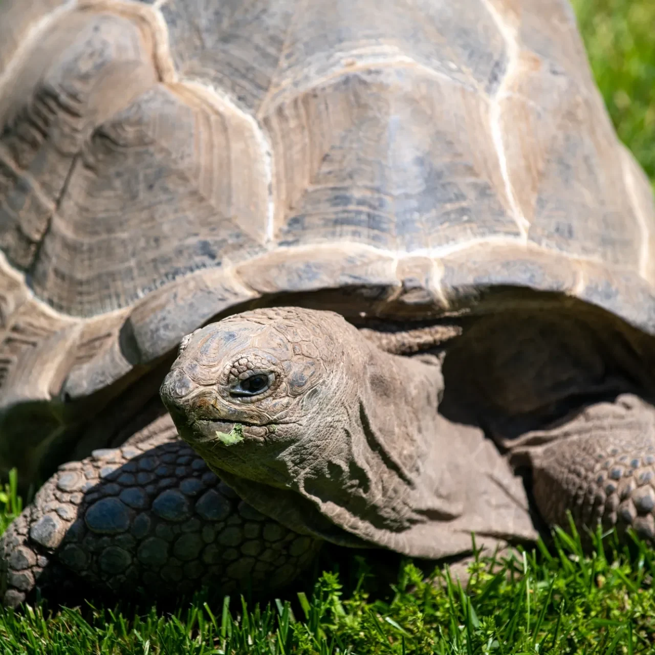 Aldabra tortoise in the grass.