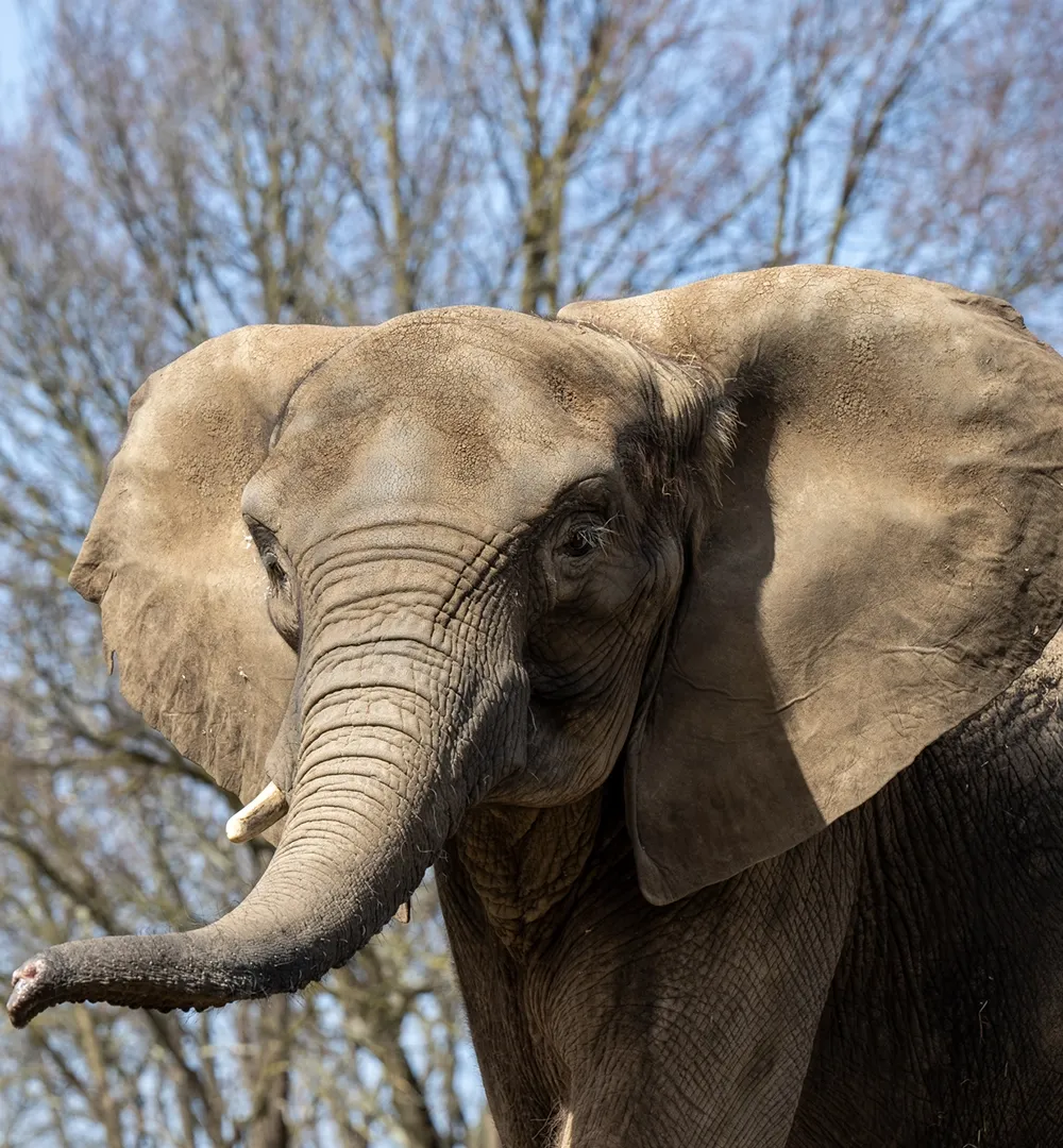 Close up of an African Elephant with its trunk raised.