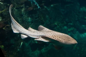 Zebra shark swimming.