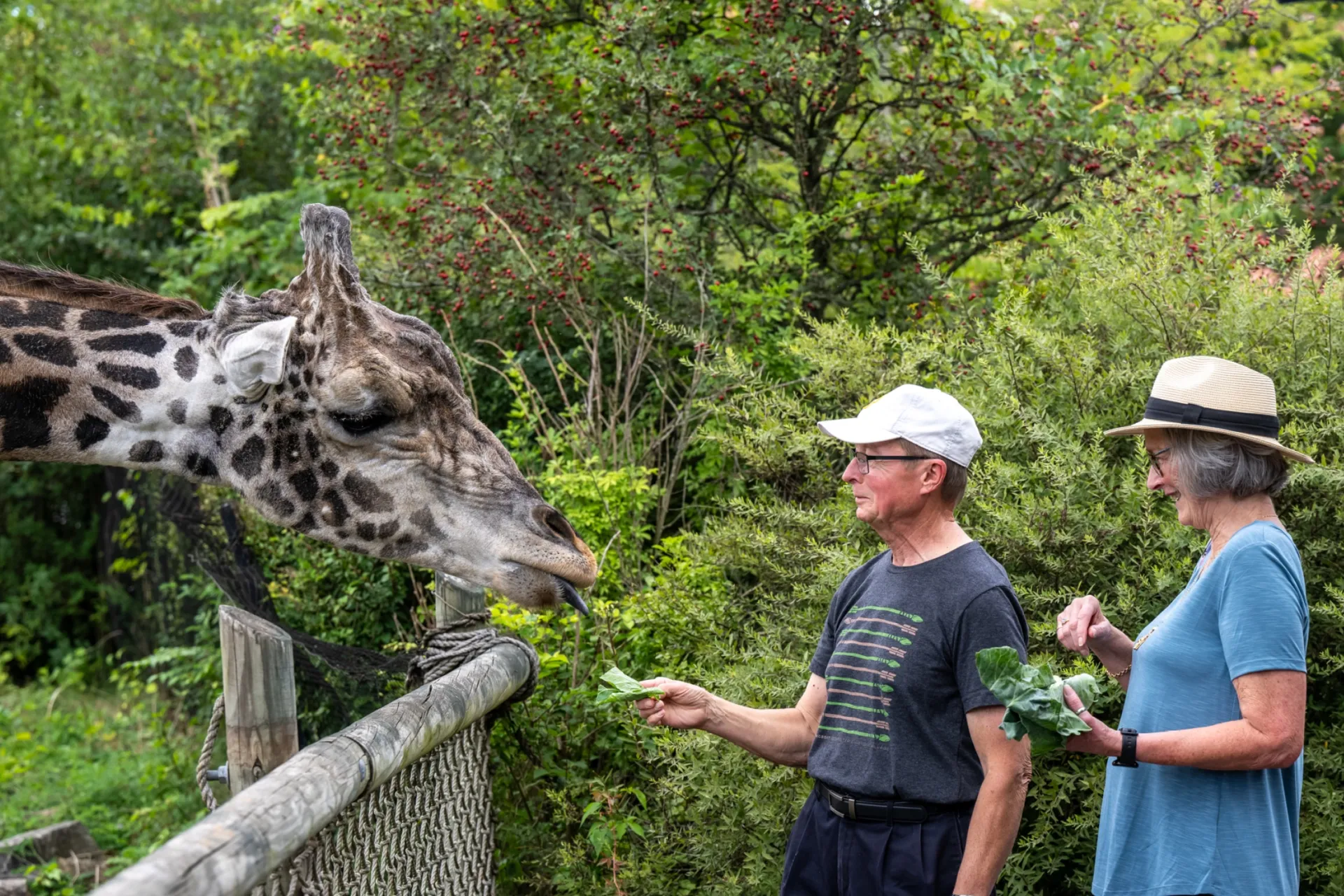 Lewis the giraffe enjoying being fed lettuce by zoo visitors during the giraffe feeding experience.
