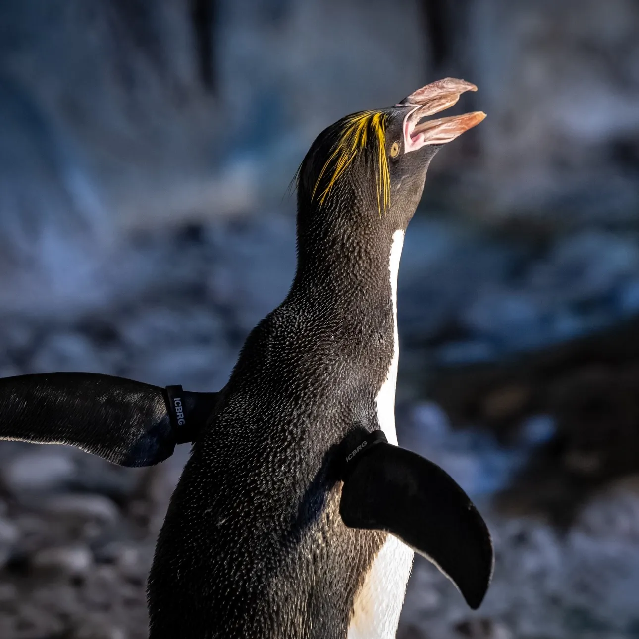 A Macaroni penguin calling out with its wings spread.