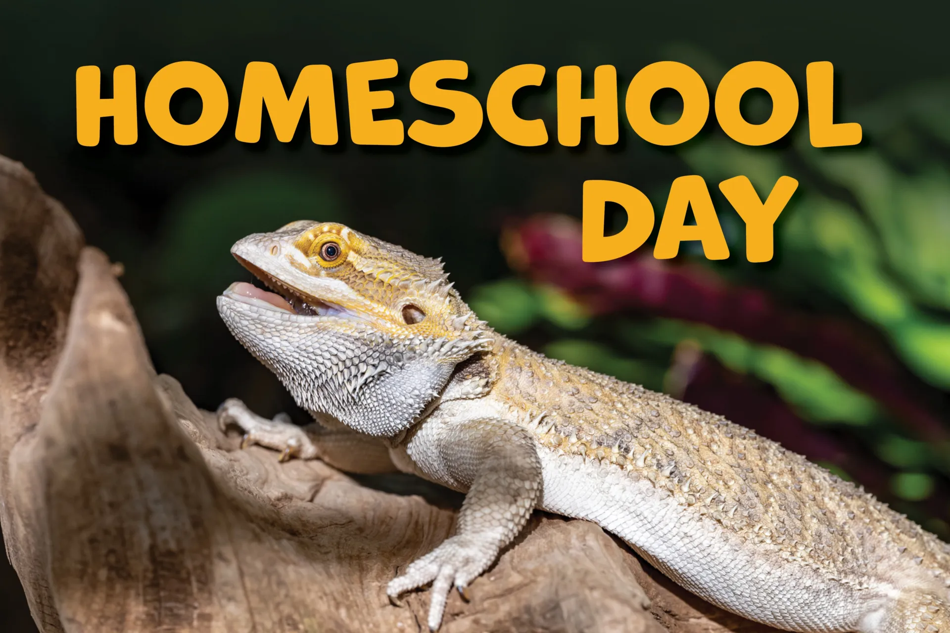 Homeschool Day