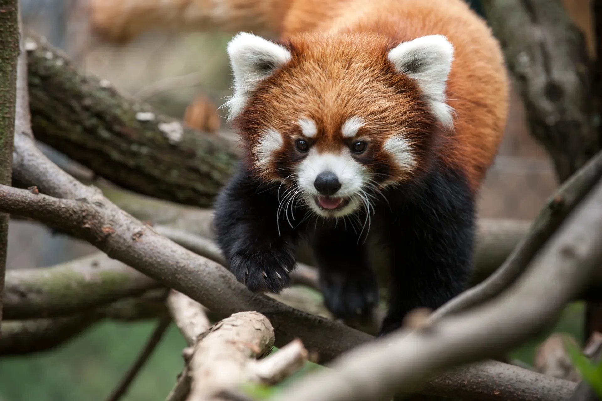 Archive: Zoo Mourns the Loss of Kovu the Red Panda - Pittsburgh Zoo ...