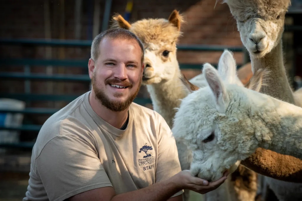 josh feeding an alpaca from his hand. josh has short brown facial hair and he is wearing a tan pittsburgh zoo staff shirt.