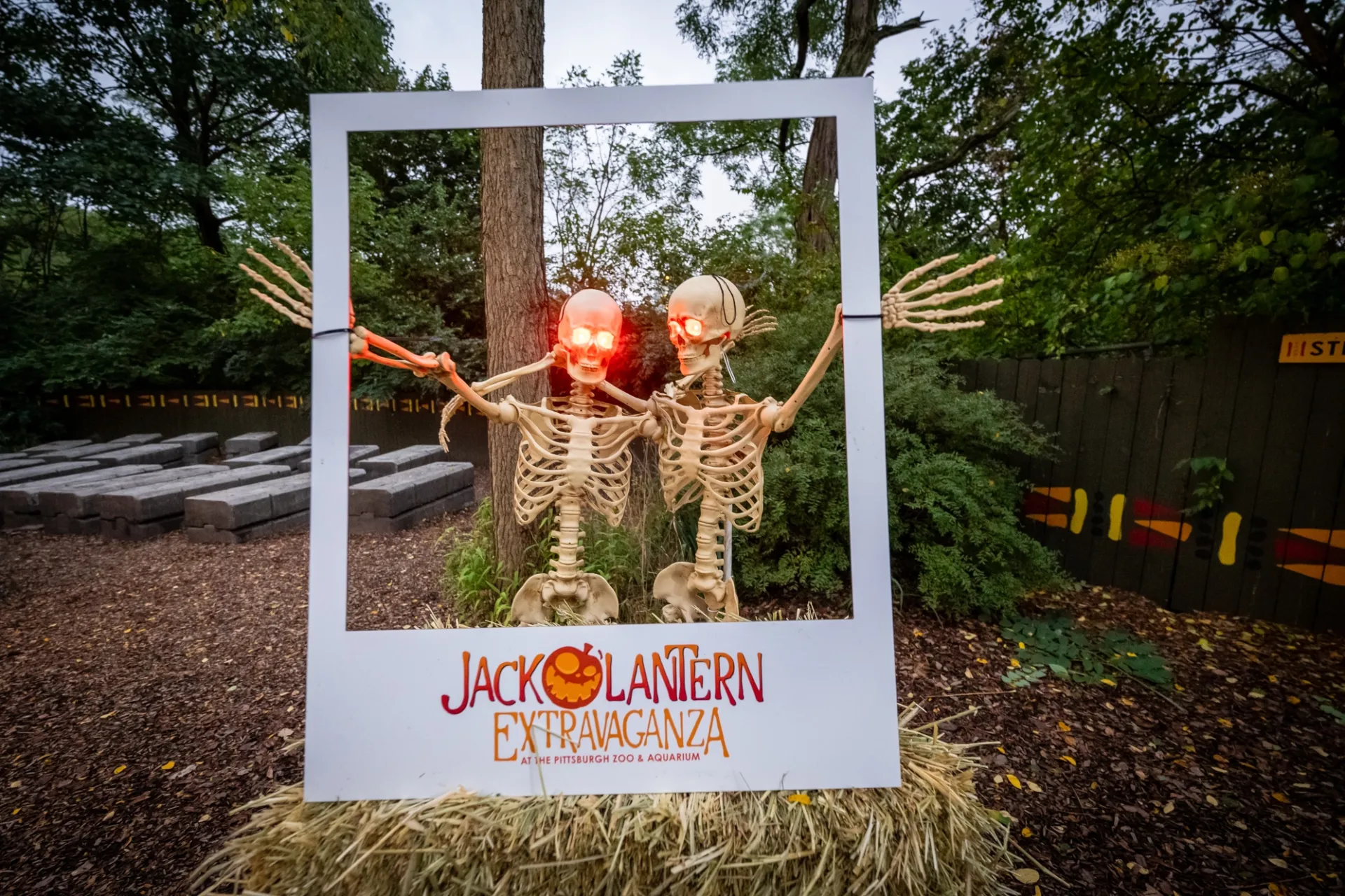 two life-size skeletons hold a polaroid-style picture frame that says jack o'lantern extravaganza at the bottom