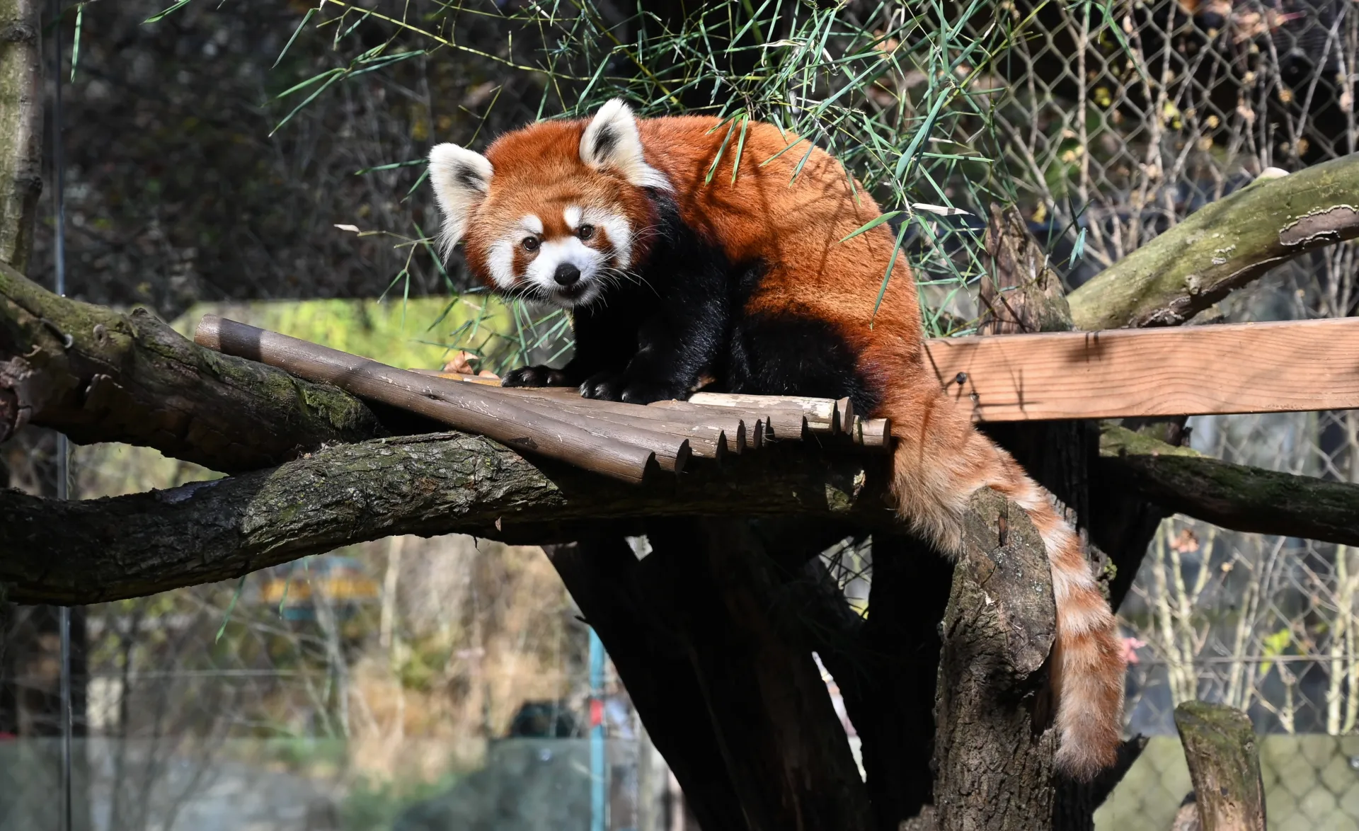Archive: New Red Panda Arrives - Pittsburgh Zoo & Aquarium