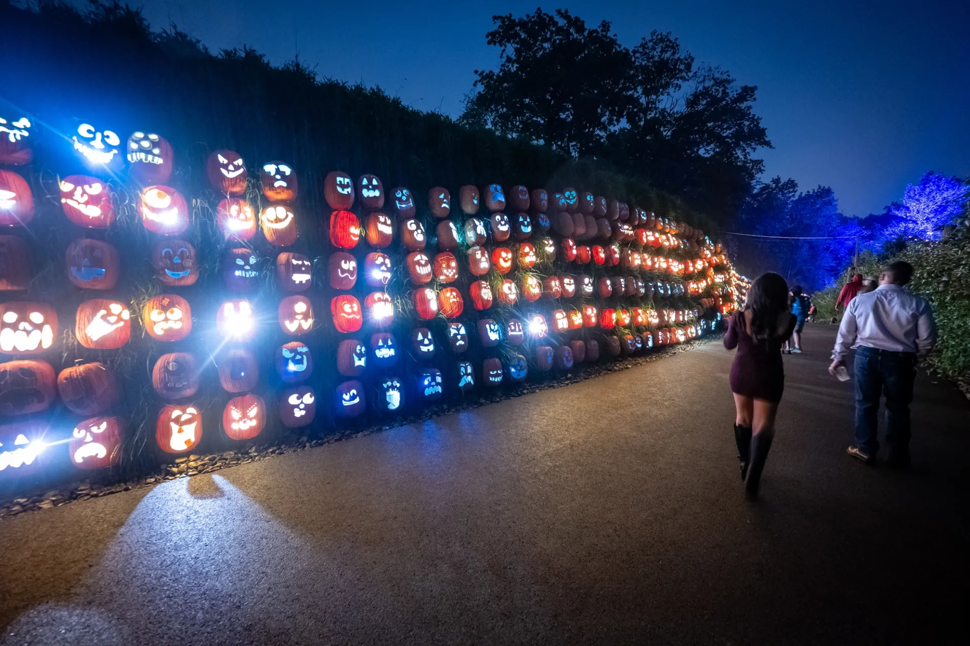 the jack o'lantern wonderwall. dozens and dozens of jack o'lanterns are visible in this photo lining the zoo's grass wall heading down to the aquarium