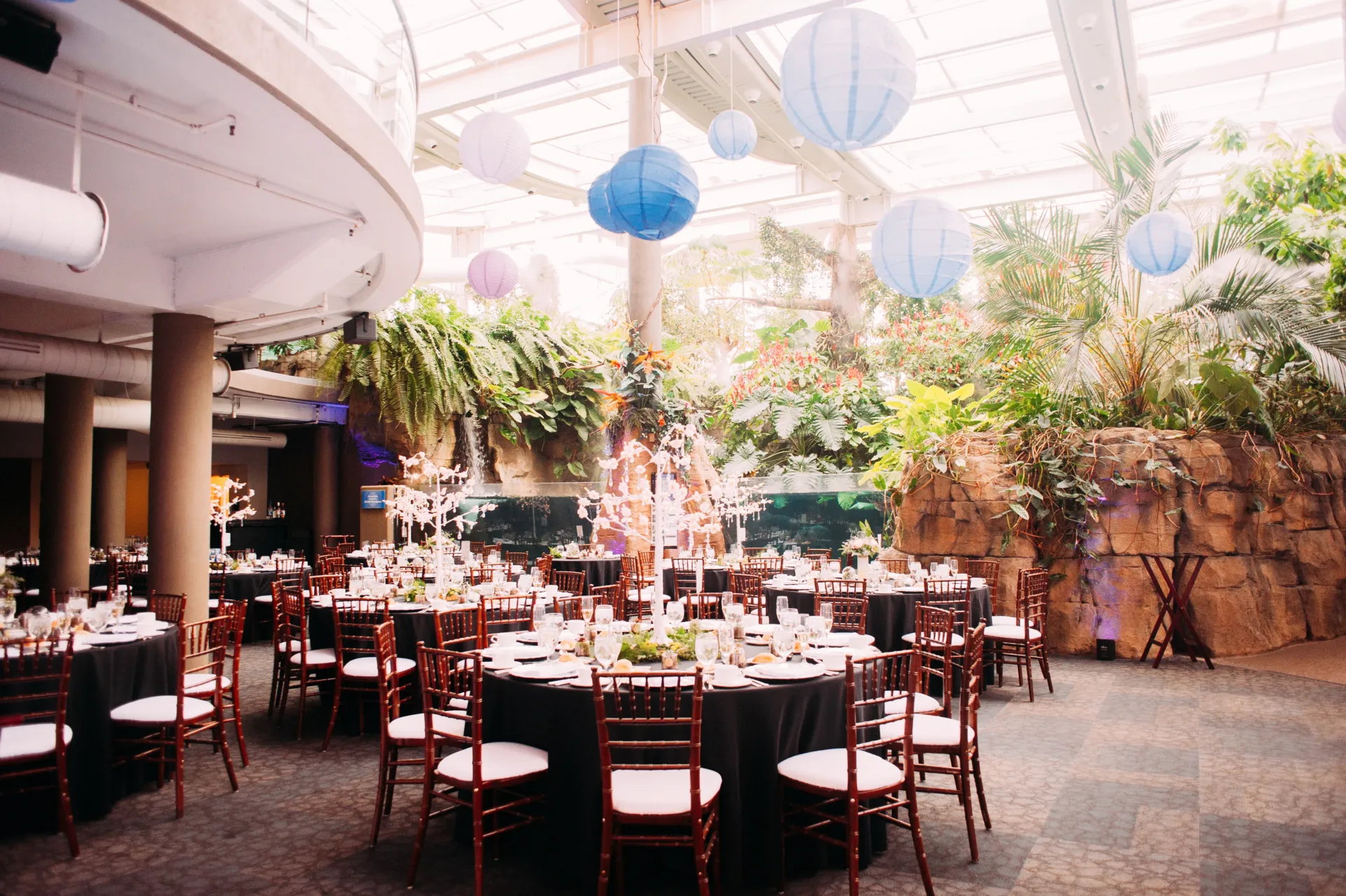 the lower floor of the aquarium set for a wedding. ten guest chairs surround six visible tables. the client has added overhead paper lantern decor. the rainforest habitat in the aquarium is in the background.