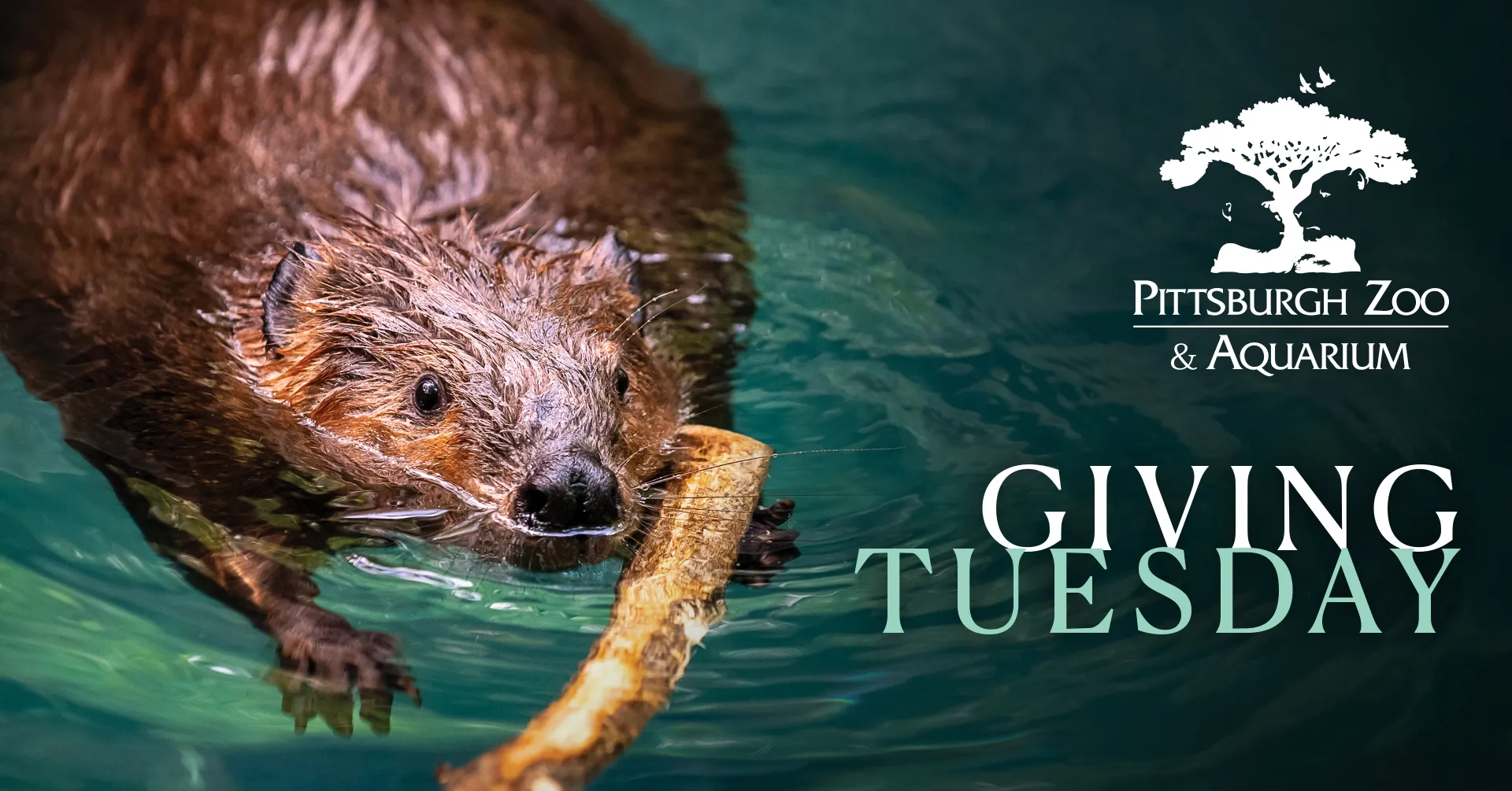 Giving Tuesday - Pittsburgh Zoo & Aquarium