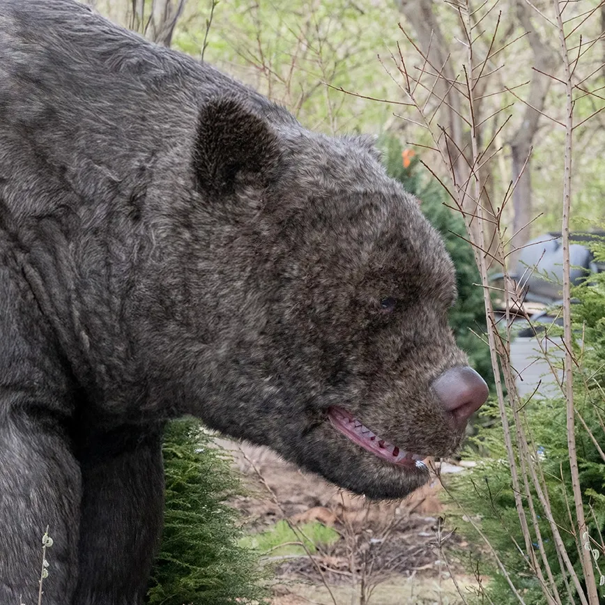 a cave bear from the zoos ice age exhibit