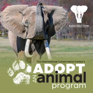 Conservation Center African Elephant