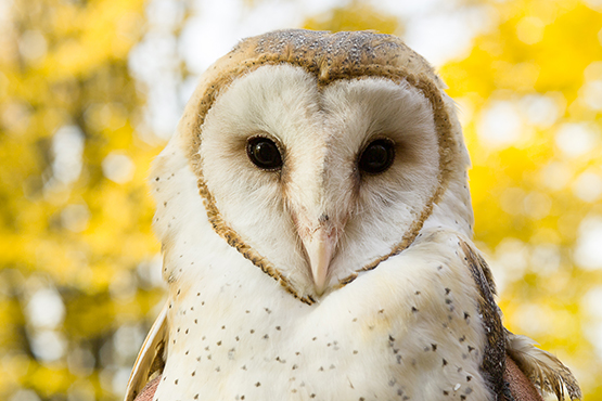 Animal: Barn Owl | Pittsburgh Zoo & Aquarium