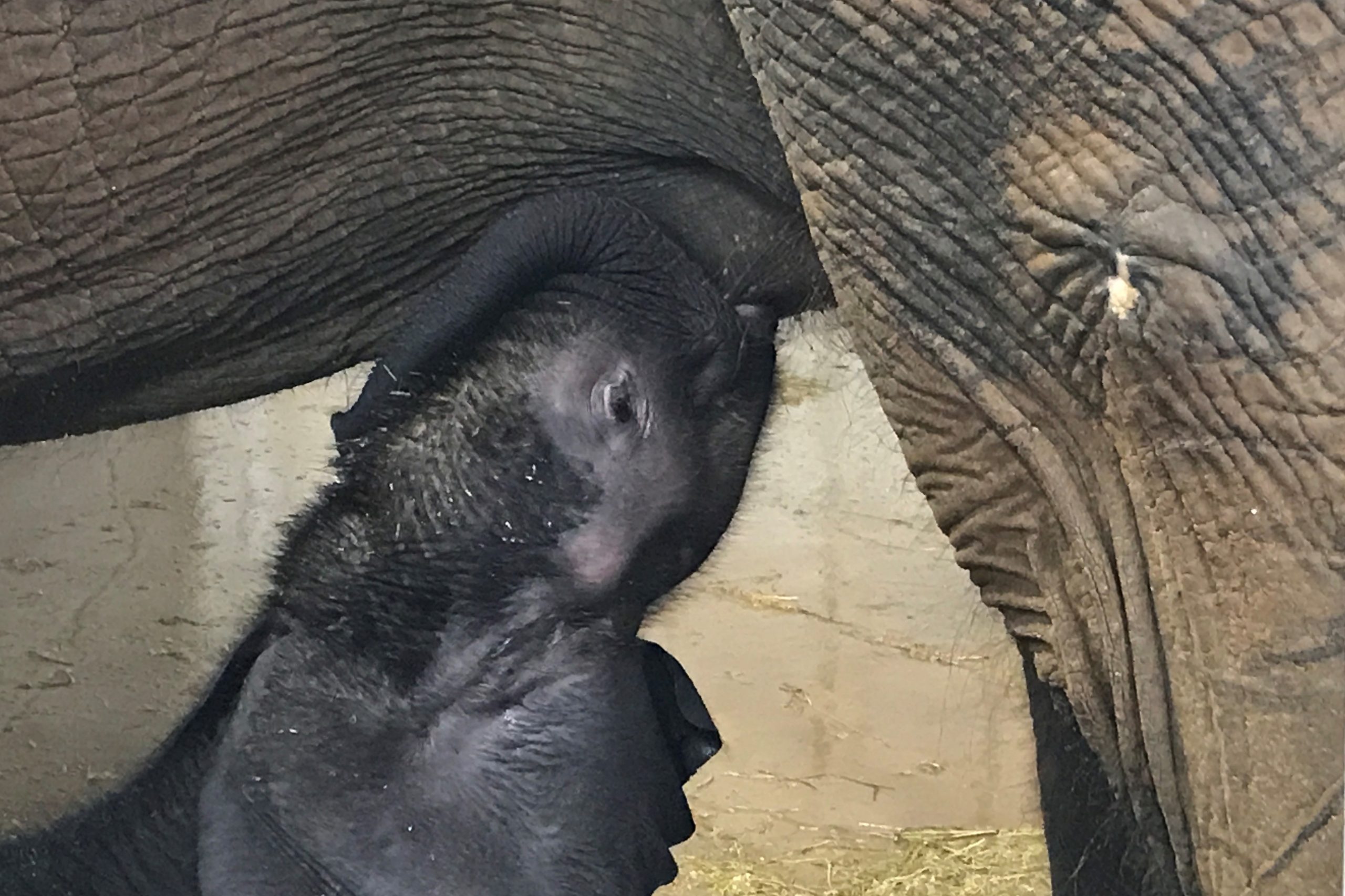 News: Elephant Calf Remains in Guarded Condition